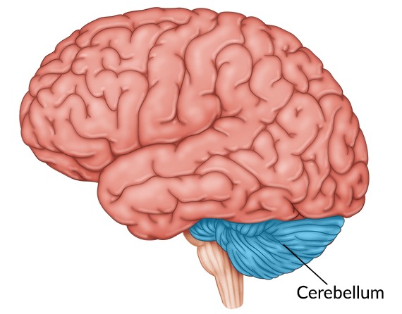 Cerebellum – Cropped